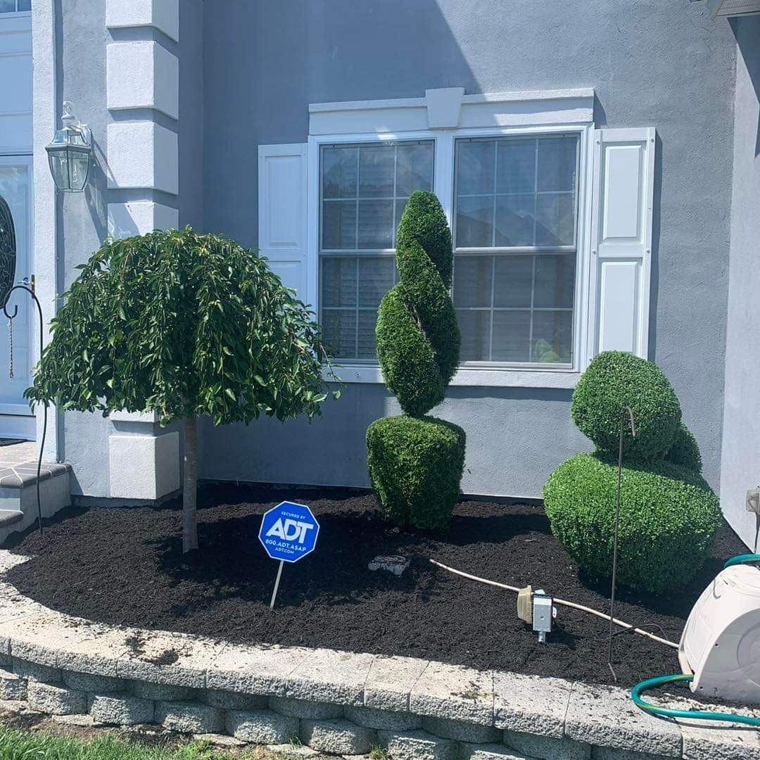 Spiral and rounded shrubs shaped in a mulched garden bed